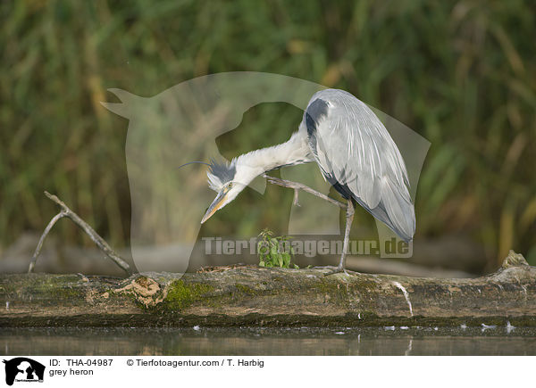 Graureiher / grey heron / THA-04987
