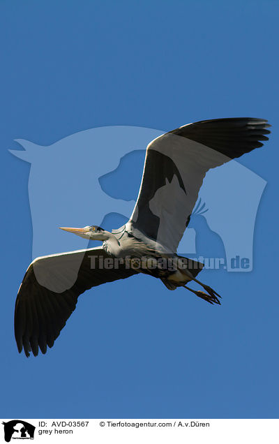 Graureiher / grey heron / AVD-03567