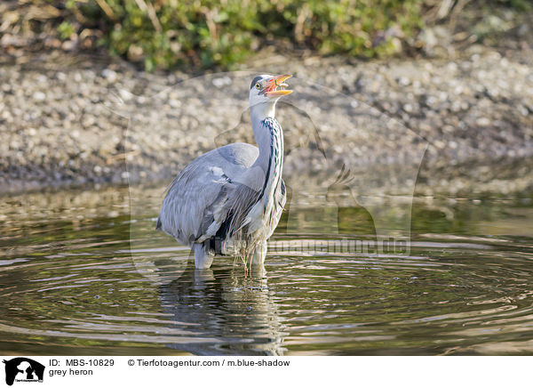 Graureiher / grey heron / MBS-10829