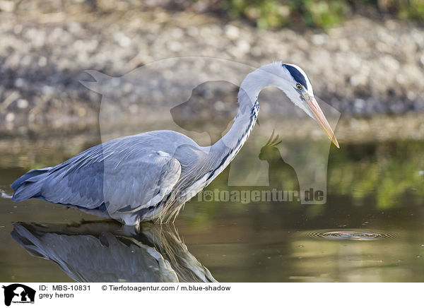 Graureiher / grey heron / MBS-10831