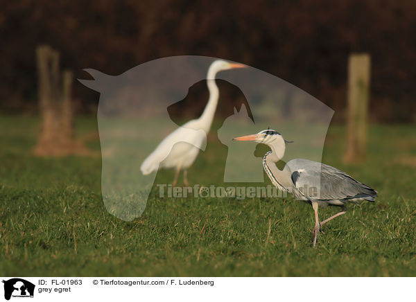Graureiher / grey egret / FL-01963
