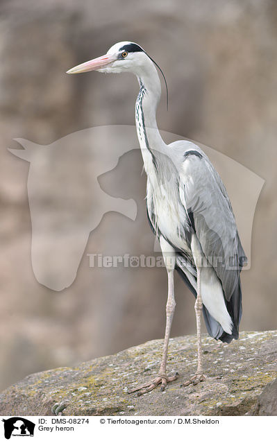 Graureiher / Grey heron / DMS-08274