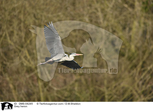Graureiher / Grey heron / DMS-08285
