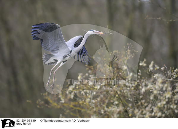 Graureiher / grey heron / DV-03139