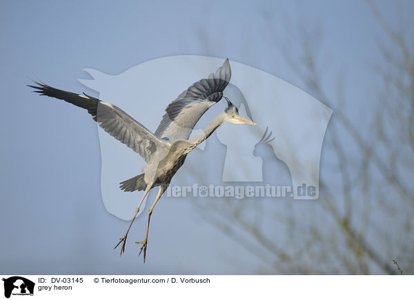 Graureiher / grey heron / DV-03145