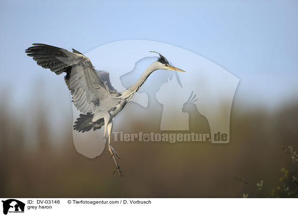 Graureiher / grey heron / DV-03146