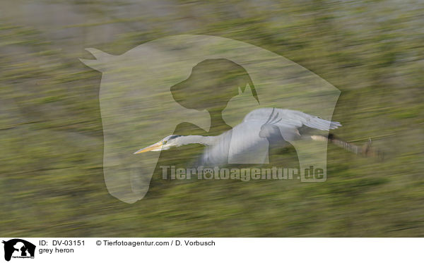 Graureiher / grey heron / DV-03151
