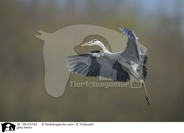 Graureiher / grey heron / DV-03154