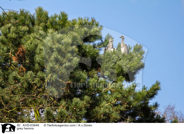 Graureiher / grey herons / AVD-03946