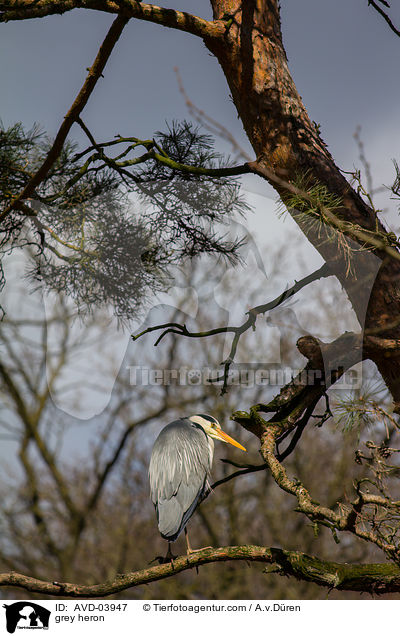 Graureiher / grey heron / AVD-03947