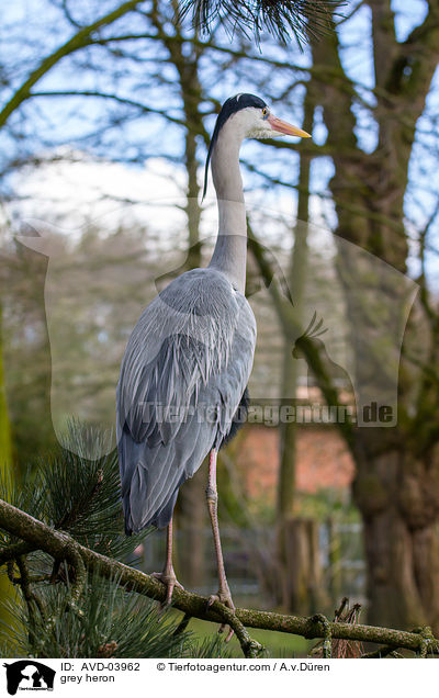 Graureiher / grey heron / AVD-03962