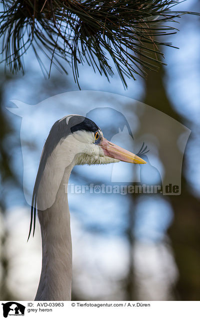 Graureiher / grey heron / AVD-03963