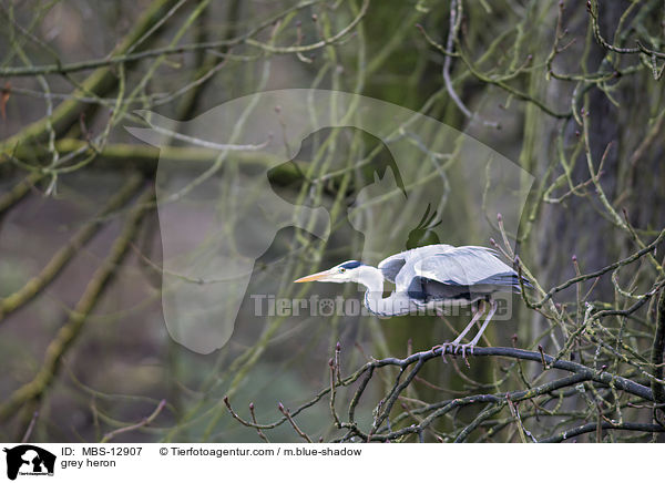 Graureiher / grey heron / MBS-12907