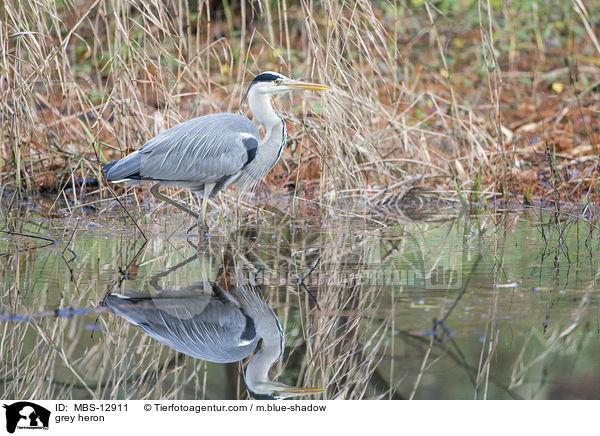 Graureiher / grey heron / MBS-12911