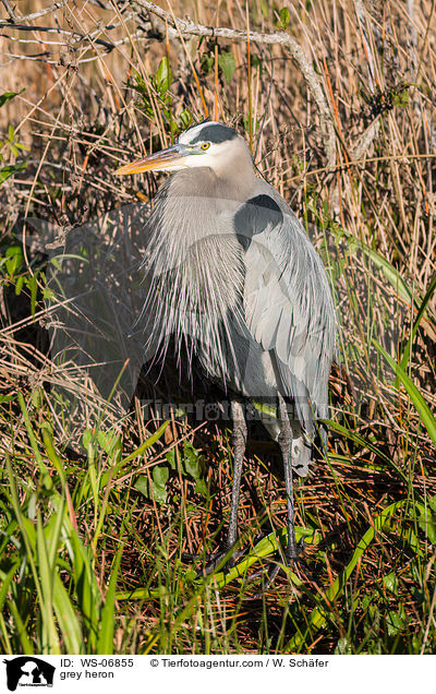 Graureiher / grey heron / WS-06855