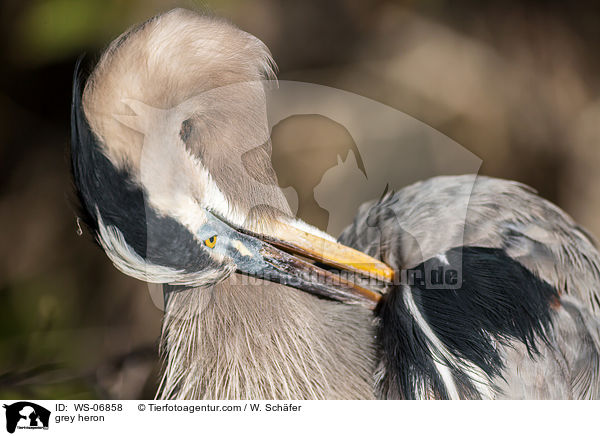 Graureiher / grey heron / WS-06858