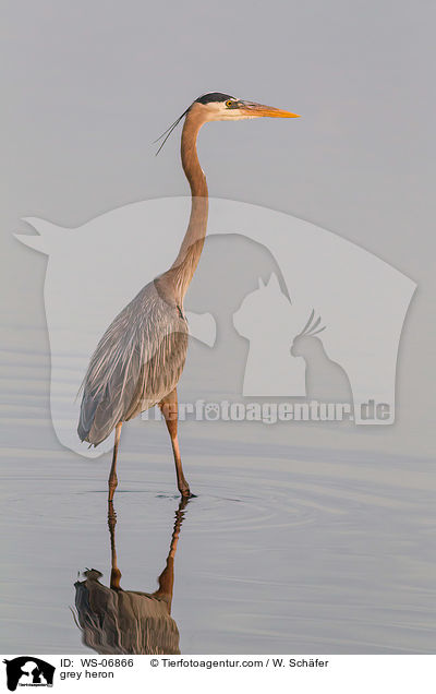 Graureiher / grey heron / WS-06866