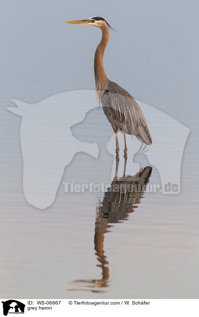 Graureiher / grey heron / WS-06867