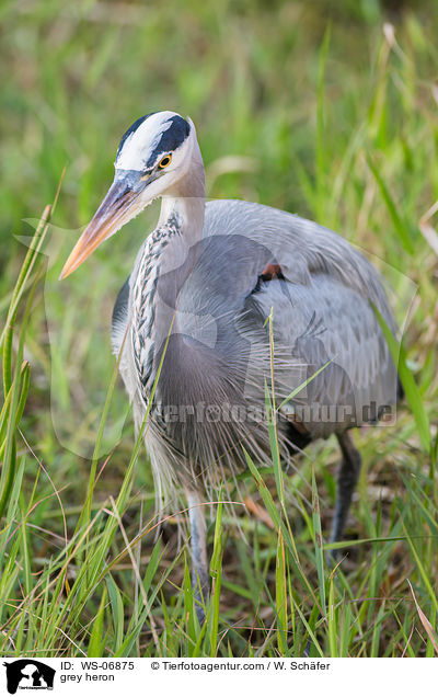 Graureiher / grey heron / WS-06875
