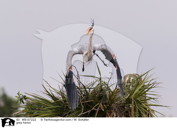 Graureiher / grey heron / WS-07222