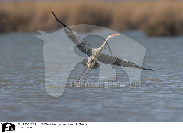 Graureiher / grey heron / AT-02239