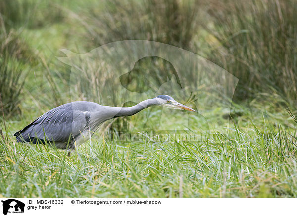 Graureiher / grey heron / MBS-16332