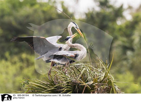 Graureiher / grey heron / WS-08164