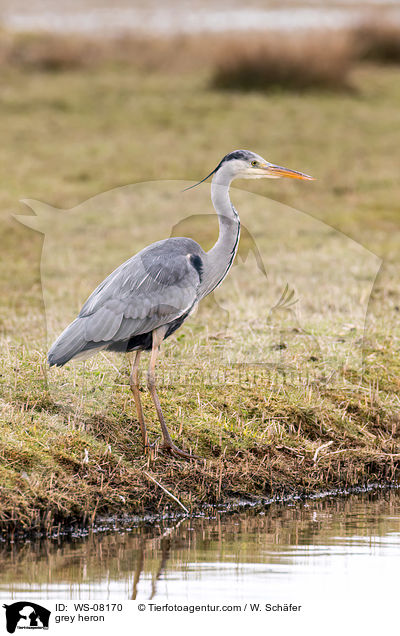Graureiher / grey heron / WS-08170