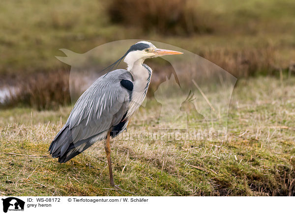 Graureiher / grey heron / WS-08172