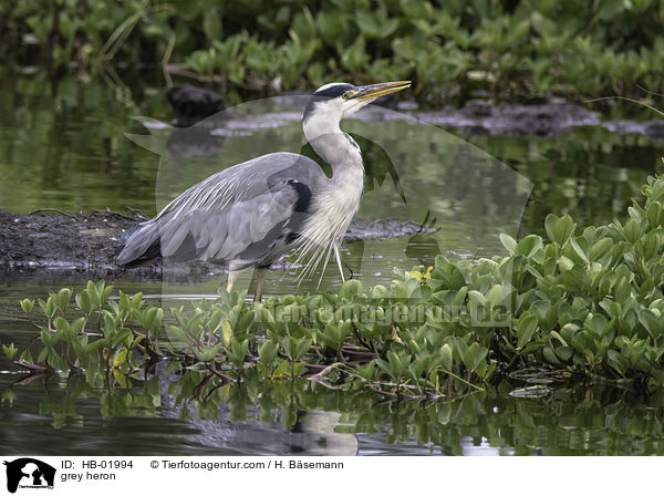 Graureiher / grey heron / HB-01994