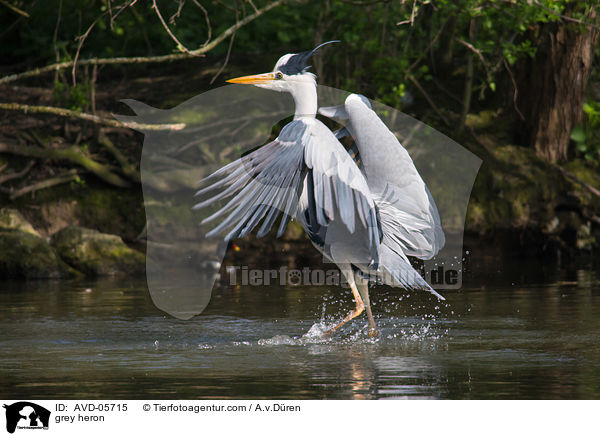 Graureiher / grey heron / AVD-05715