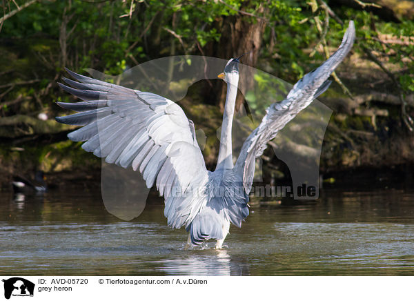 Graureiher / grey heron / AVD-05720