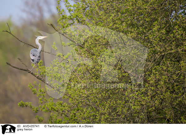 Graureiher / grey heron / AVD-05741