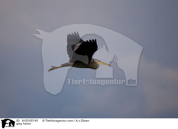 Graureiher / grey heron / AVD-05745