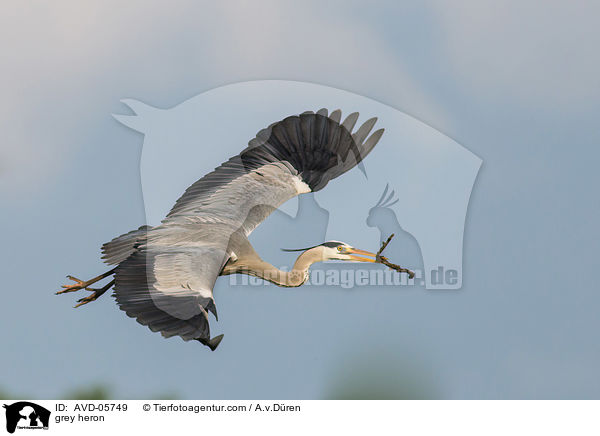 Graureiher / grey heron / AVD-05749
