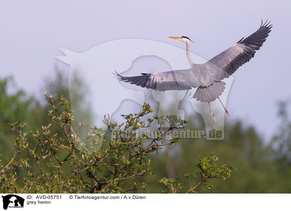 Graureiher / grey heron / AVD-05751