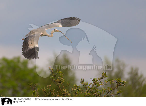 Graureiher / grey heron / AVD-05752