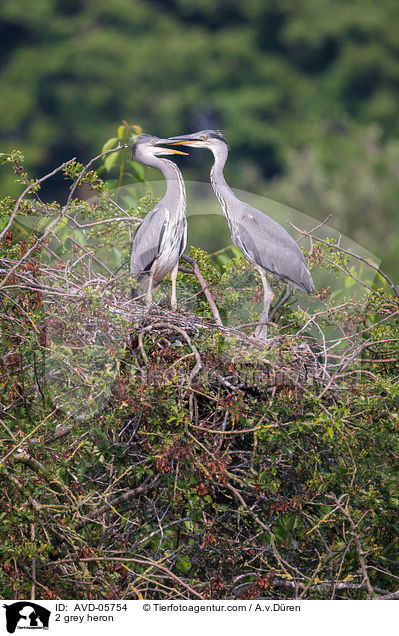 2 Graureiher / 2 grey heron / AVD-05754