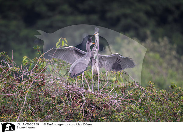 2 Graureiher / 2 grey heron / AVD-05759