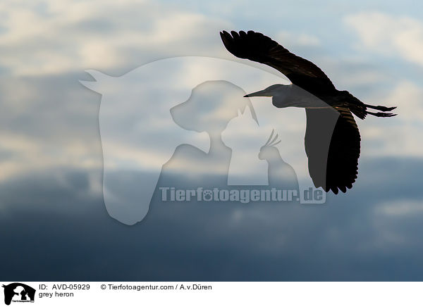 Graureiher / grey heron / AVD-05929
