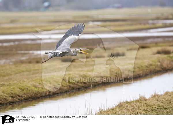 Graureiher / grey heron / WS-08439