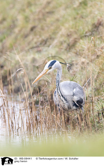 Graureiher / grey heron / WS-08441