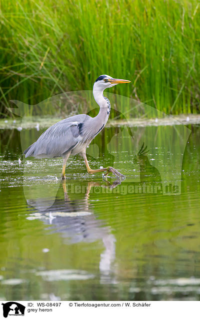 Graureiher / grey heron / WS-08497