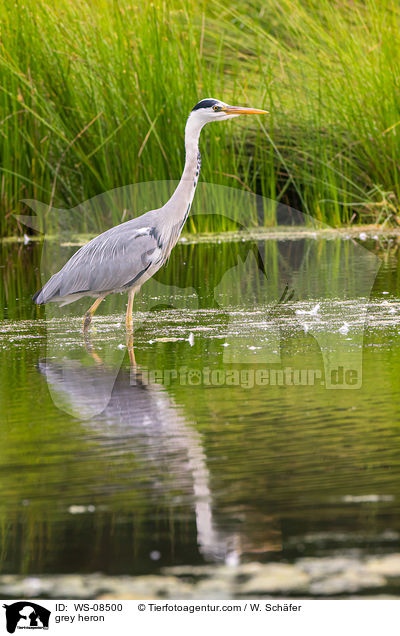 Graureiher / grey heron / WS-08500
