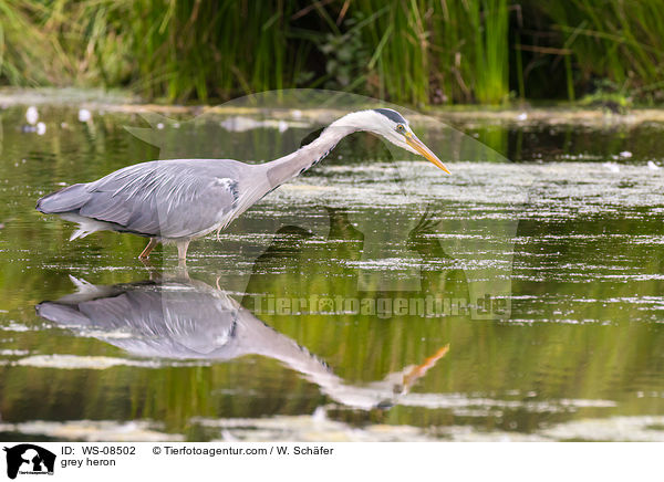 Graureiher / grey heron / WS-08502