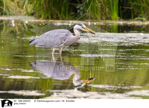 Graureiher / grey heron / WS-08503