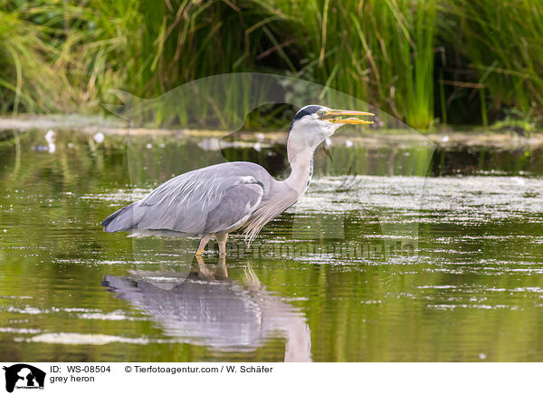 Graureiher / grey heron / WS-08504