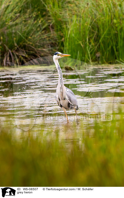 Graureiher / grey heron / WS-08507