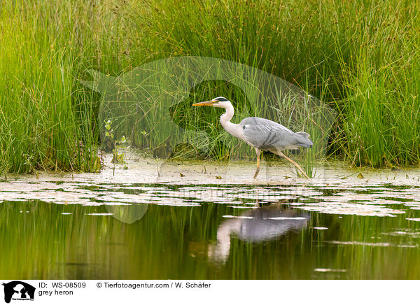 Graureiher / grey heron / WS-08509