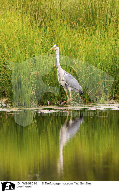 Graureiher / grey heron / WS-08510
